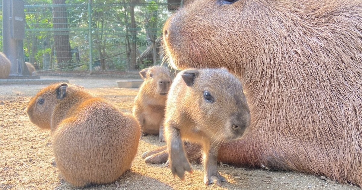 Capybaras are Popular Adorable capybara triplets growing up at Fukuoka zoo