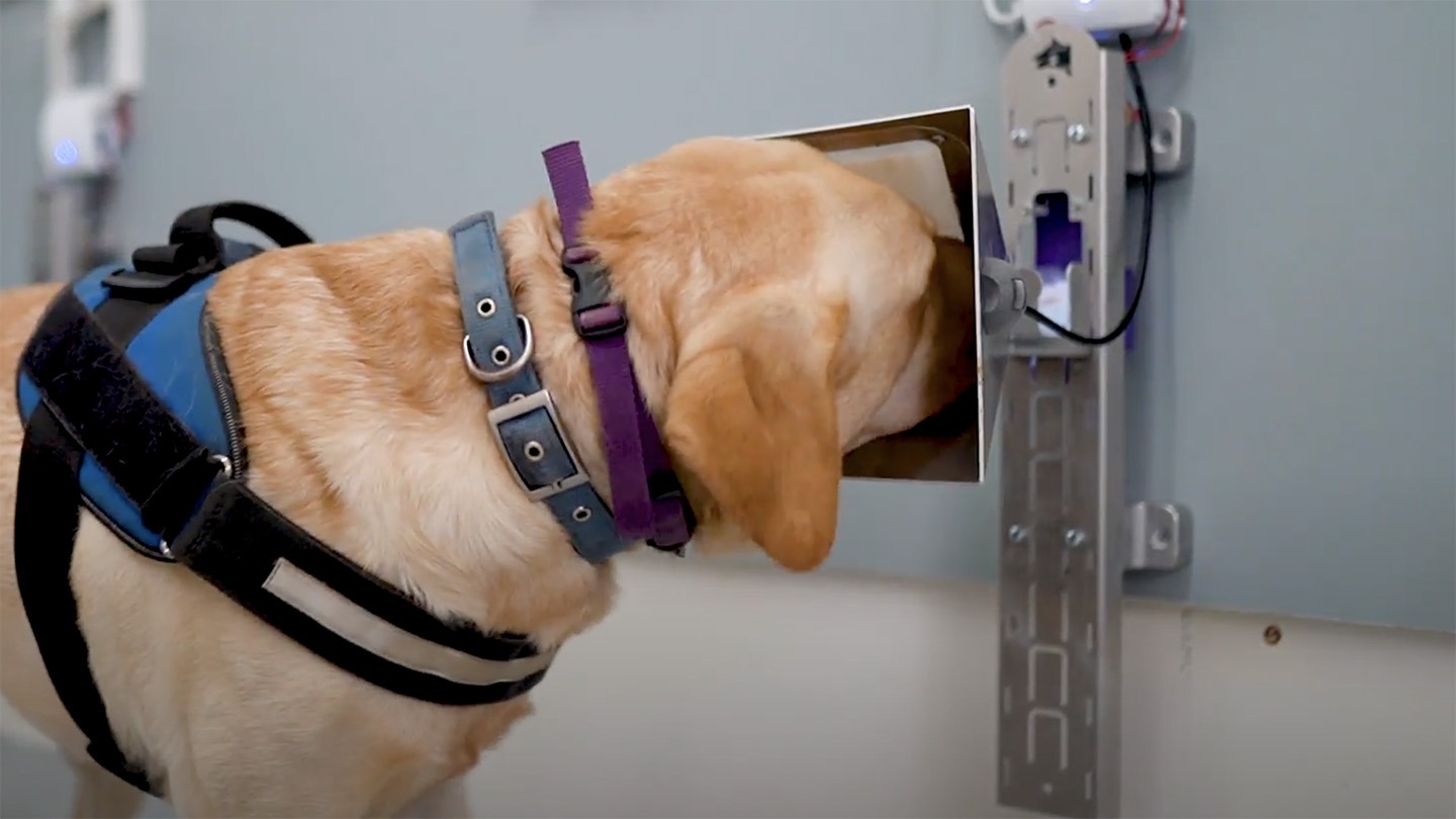 Dogs Detect Cancer: Teaming Up with AI for Revolutionary