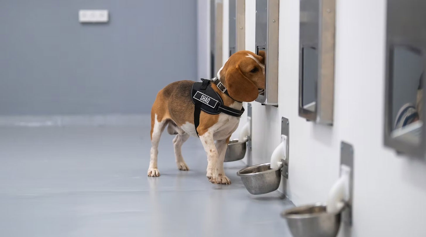 Dogs Detect Cancer: Teaming Up with AI for Revolutionary