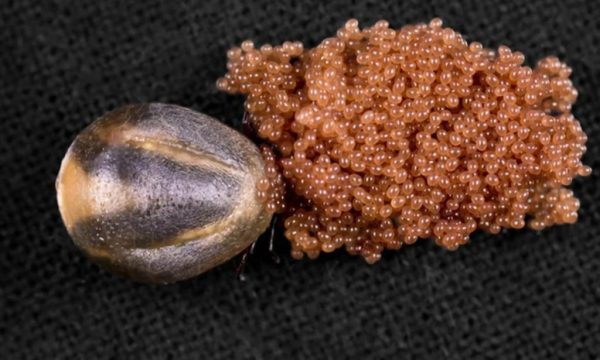 HE. If you see a small pile of jelly balls like this in your garden or home, do this immediately