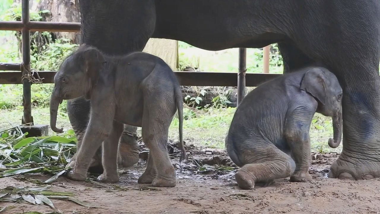 The Miracle of Elephant Twins