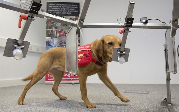 Dogs Detect Cancer: Teaming Up with AI for Revolutionary