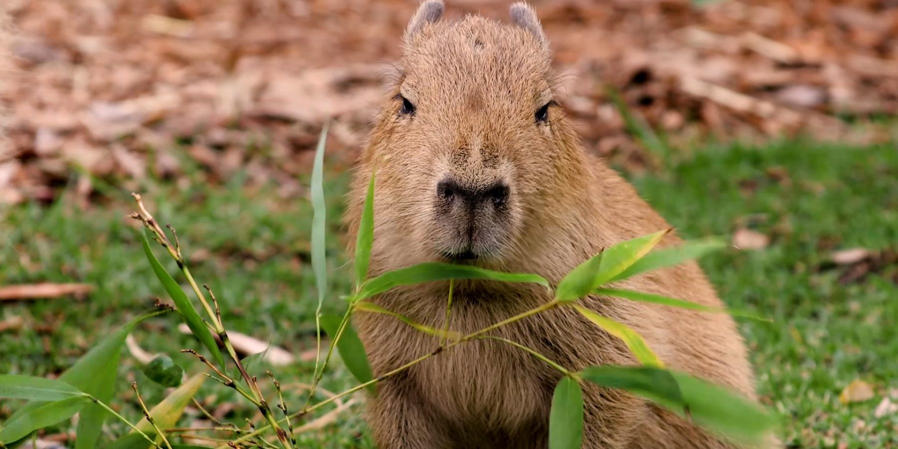 Why Capybaras are Popular Creatures In The World?