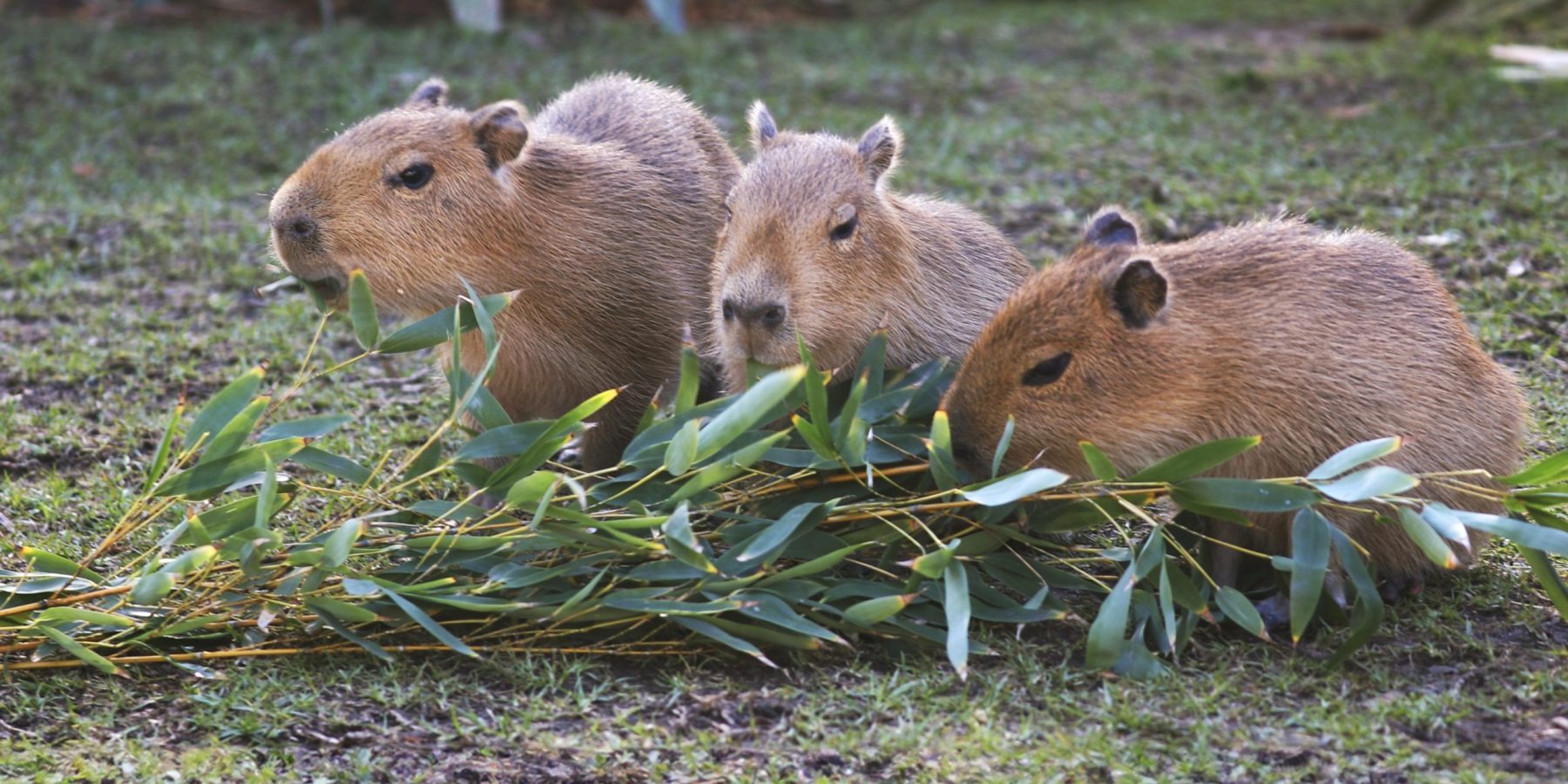 Baby Capybara