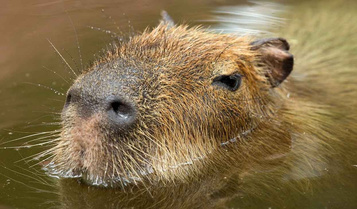 Capybaras are popular