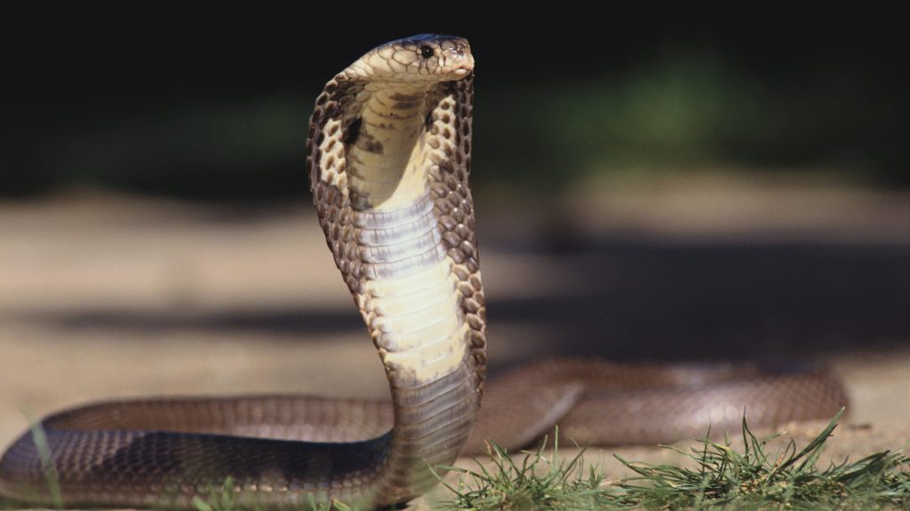 Venomous Animals You Didn't Know