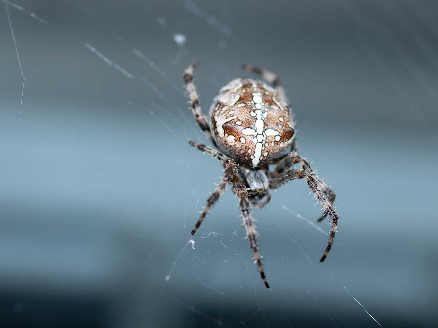 Facts About Spiders: How Long Do Spiders Live?