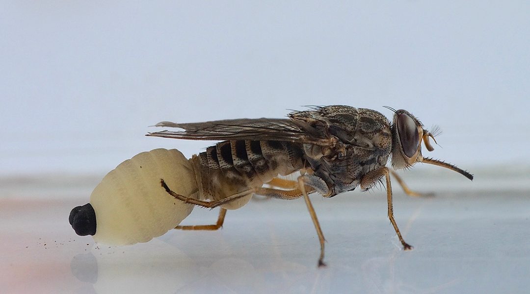 Tsetse Fly