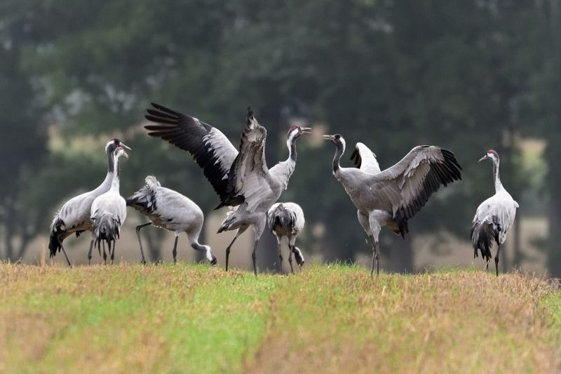 Crane Migration