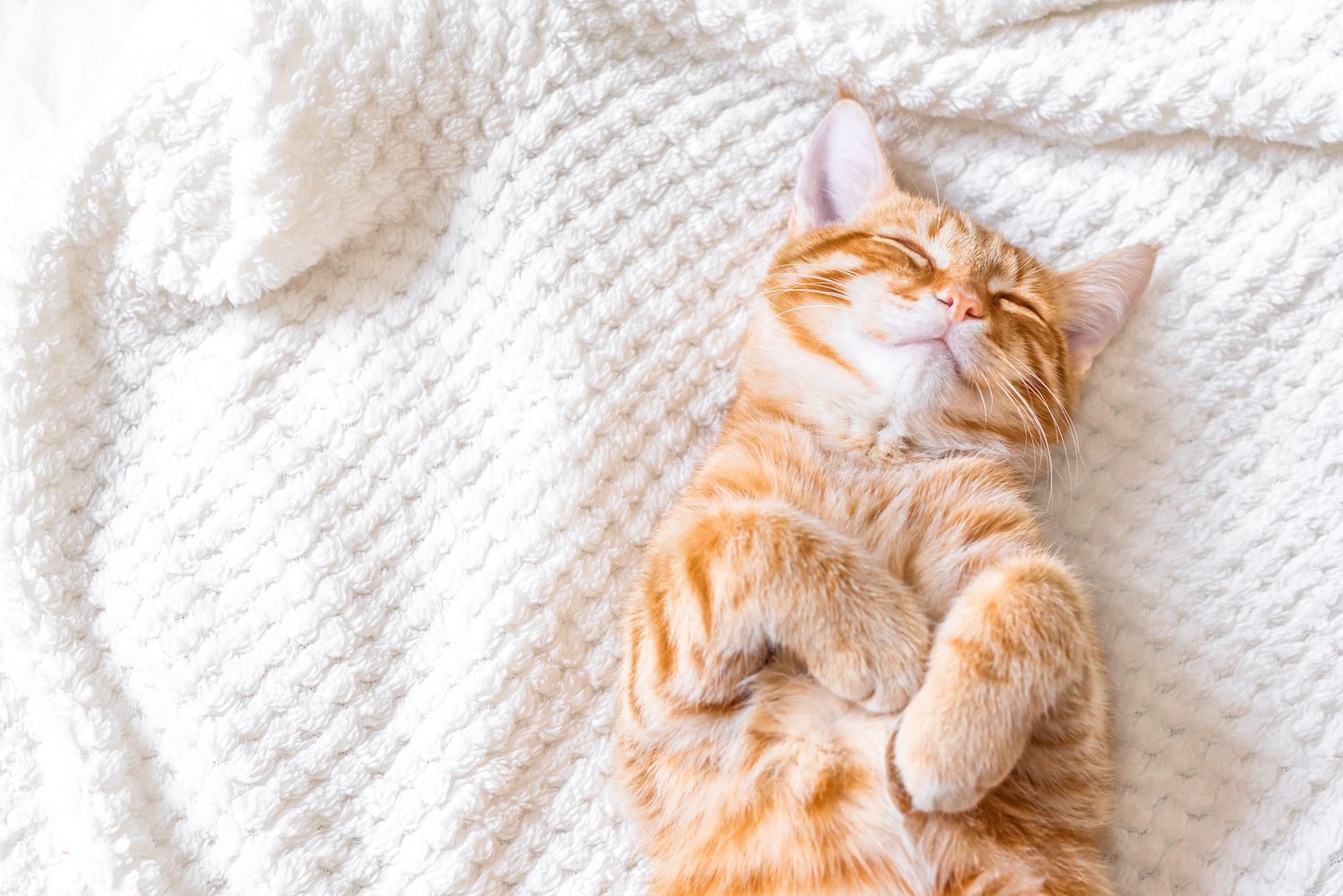 Everything You Need to Know About How Cats Sleep