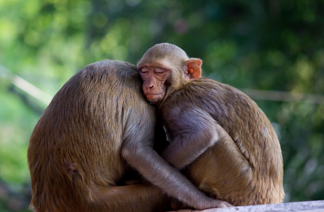 How Hurricane Maria Changed Puerto Rico Monkeys