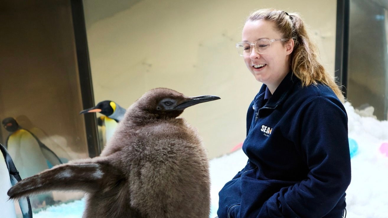 Pesto the Penguin: The Chubby Charmer Taking Over the Internet