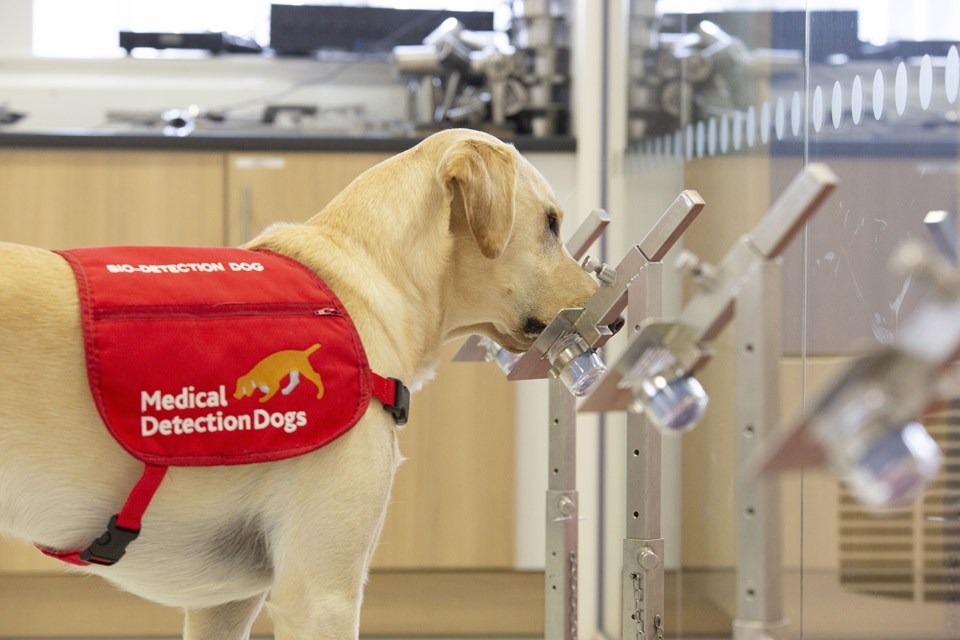 Dogs Detect Cancer: Teaming Up with AI for Revolutionary