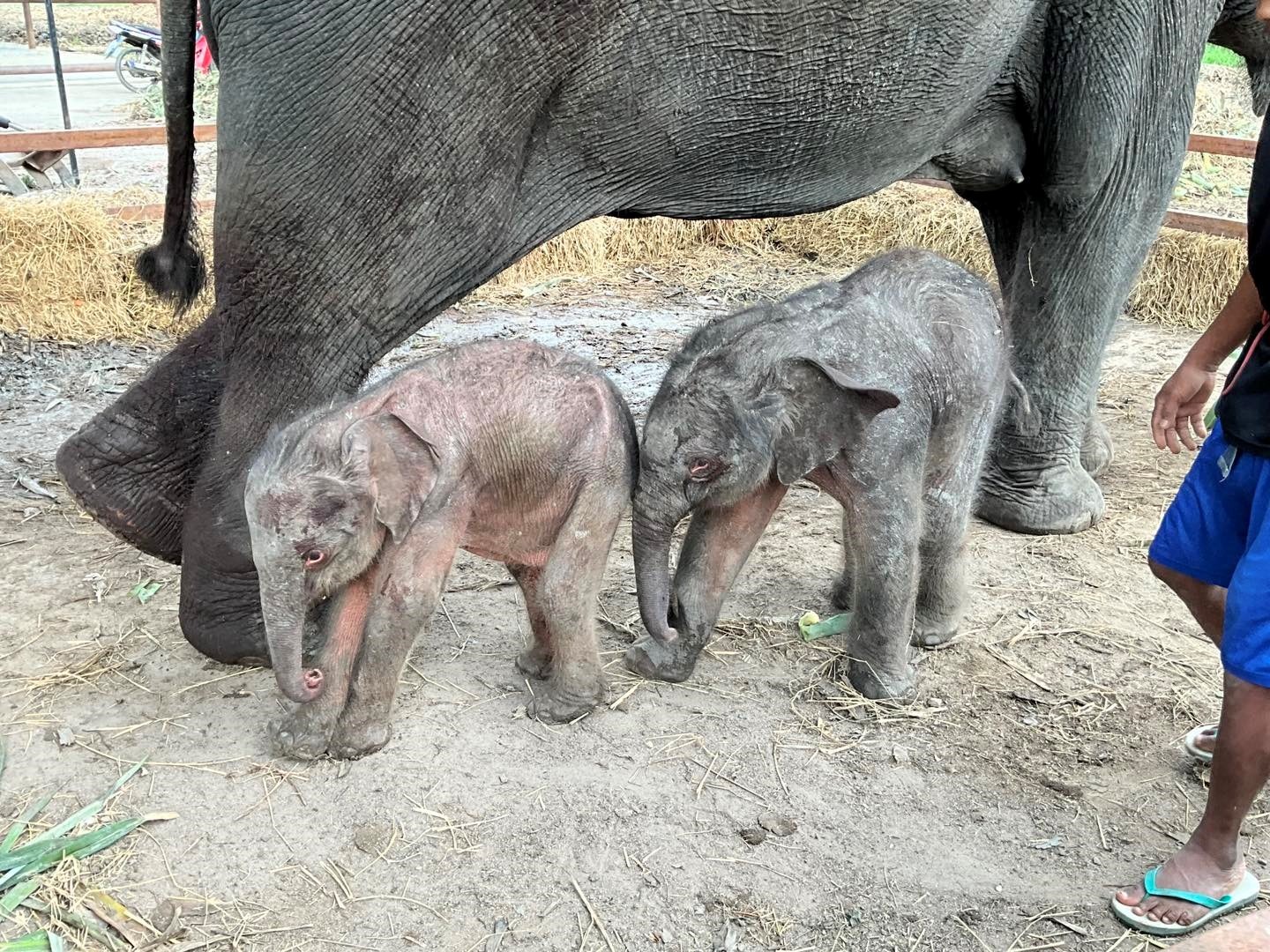 The Miracle of Elephant Twins