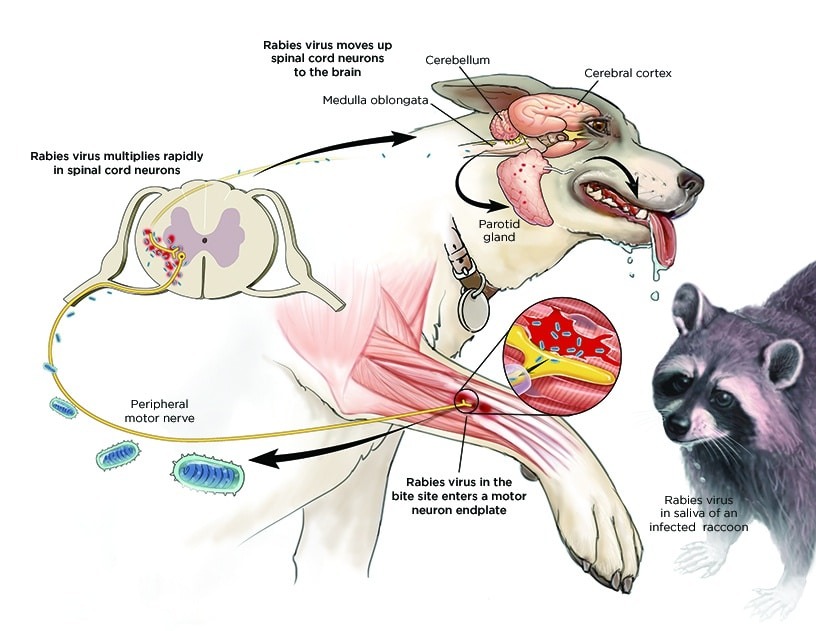 Dogs (Rabies Transmission)