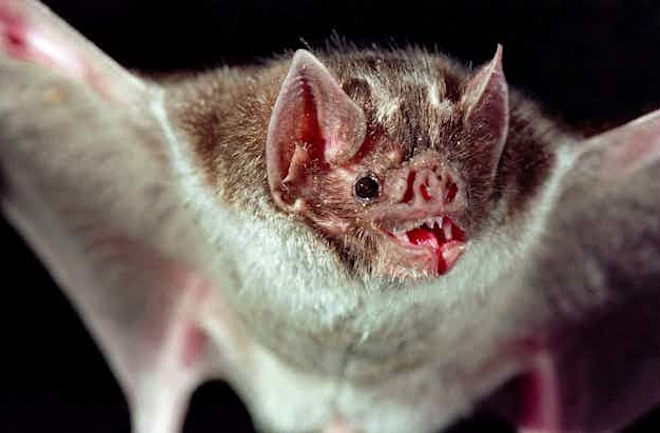 Vampire Bats: Unique Adaptations and Social Lives