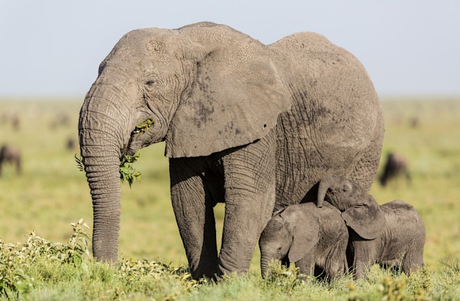 Why Elephant Twins Are Incredibly Rare: A Miracle of Nature