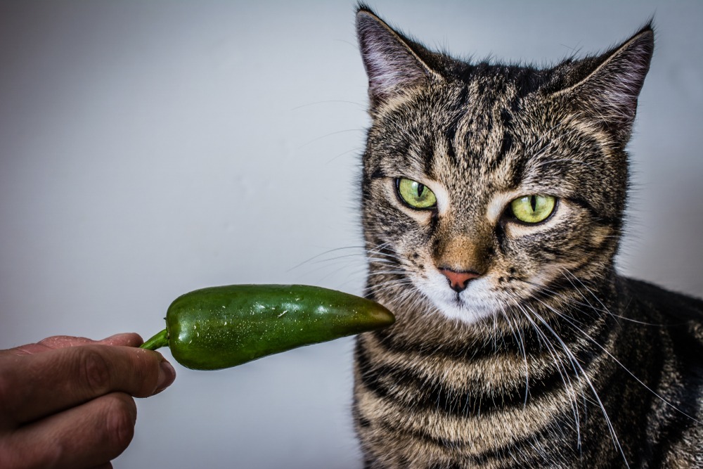 Certain Animals Tolerate Spicy Foods Better Than Others