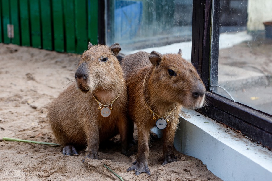 Couple Capybara