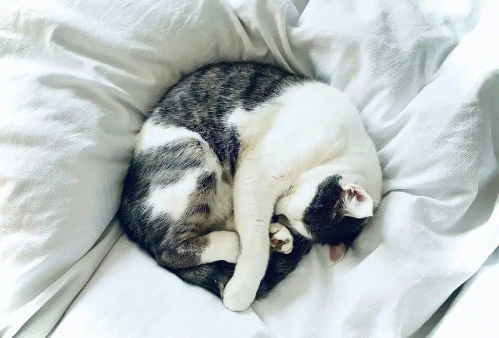 Why Do Cats Sleep So Much?