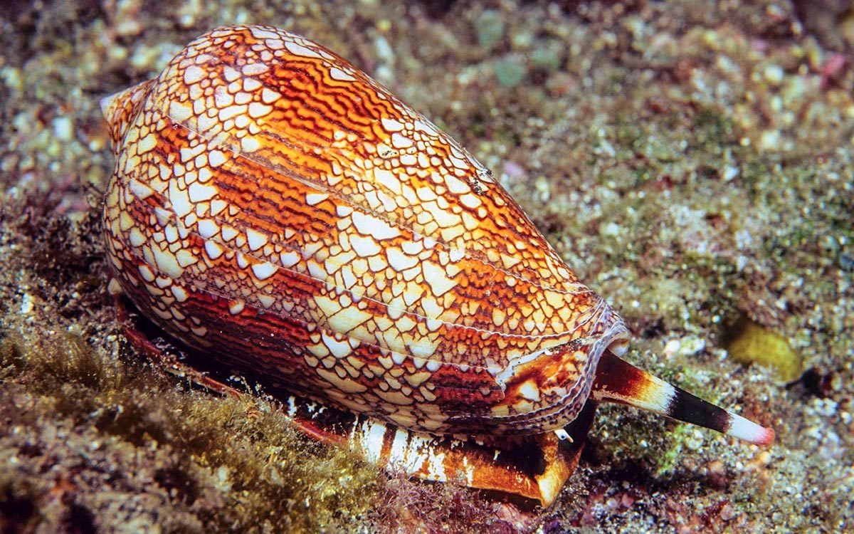 Cone Snail - Deadliest Animals