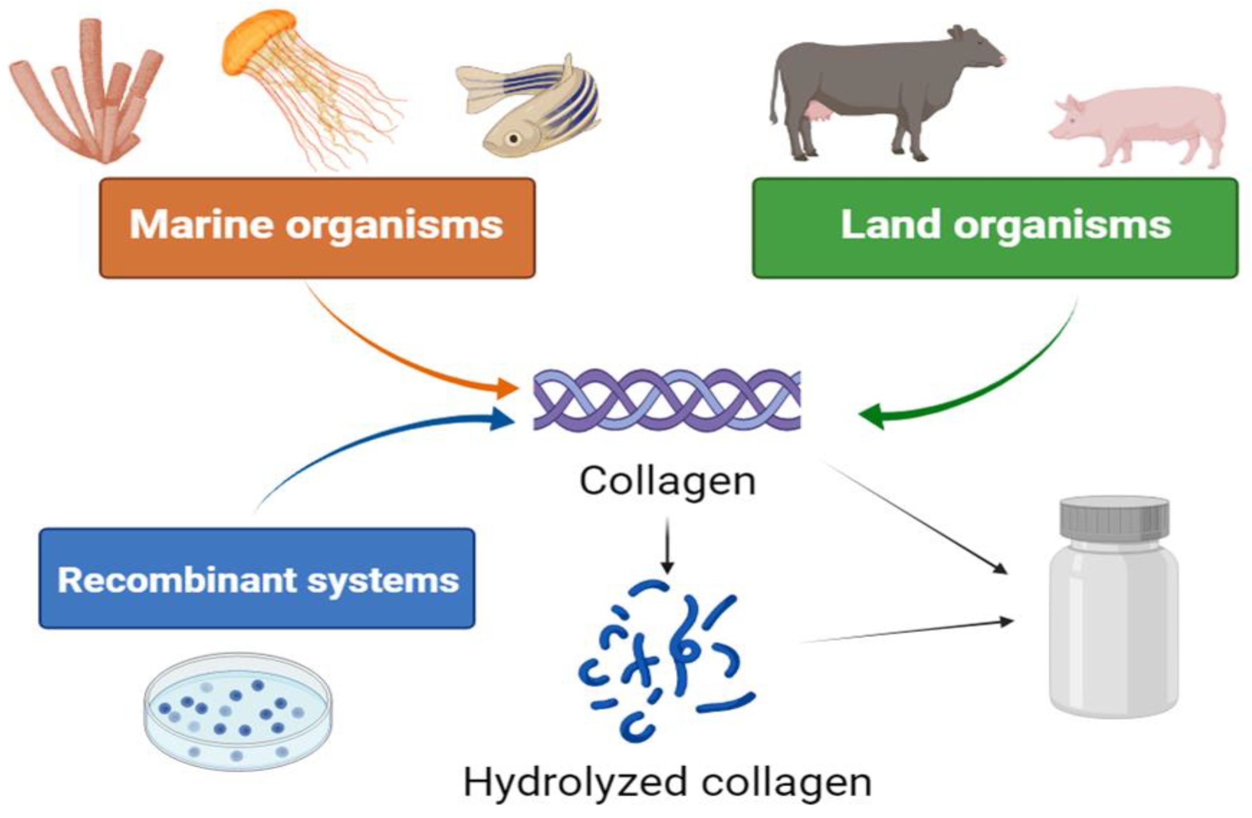 Animal-Based Skin Products