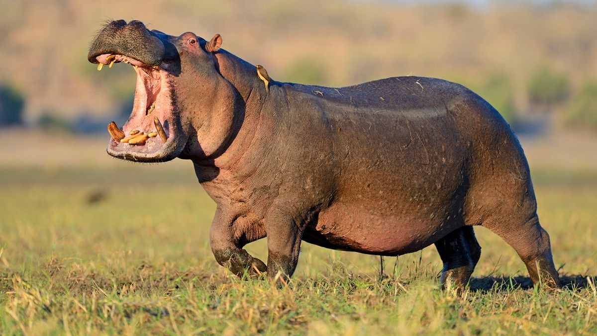 Hippopotamus - Deadliest Animals