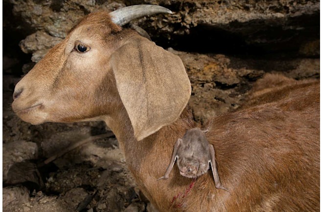 How Vampire Bats Build Friendships