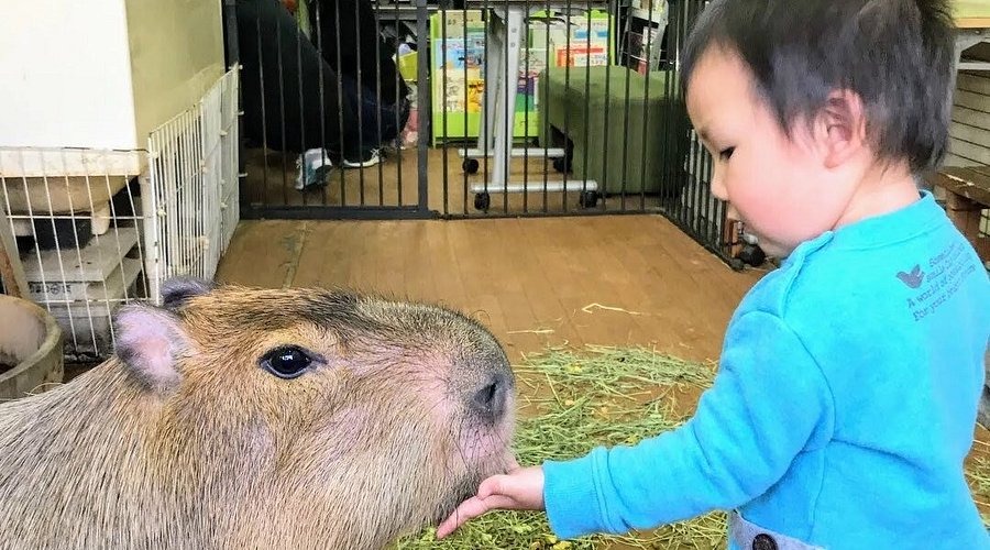 Capybara are playing with baby