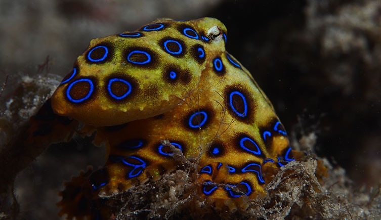 The mystique of the Blue-Ringed Octopus