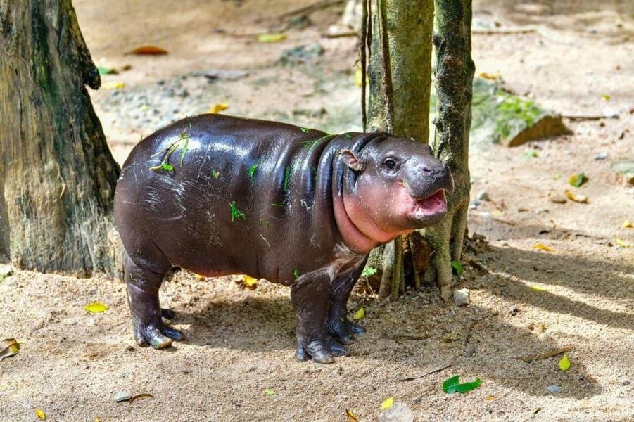 Moo Deng, a charming pygmy hippo from Thailand