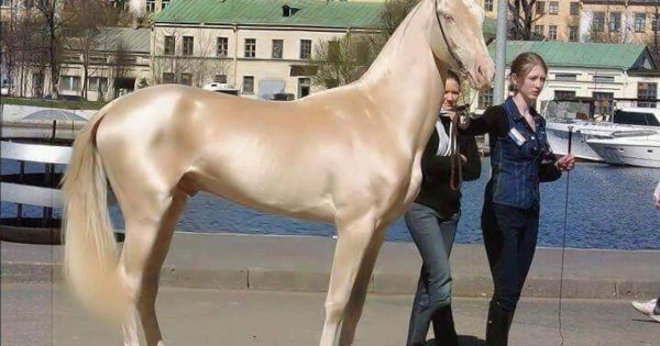 VHL. Meet the horse that looks like it’s been dipped in gold – and is called “the world’s most beautiful”