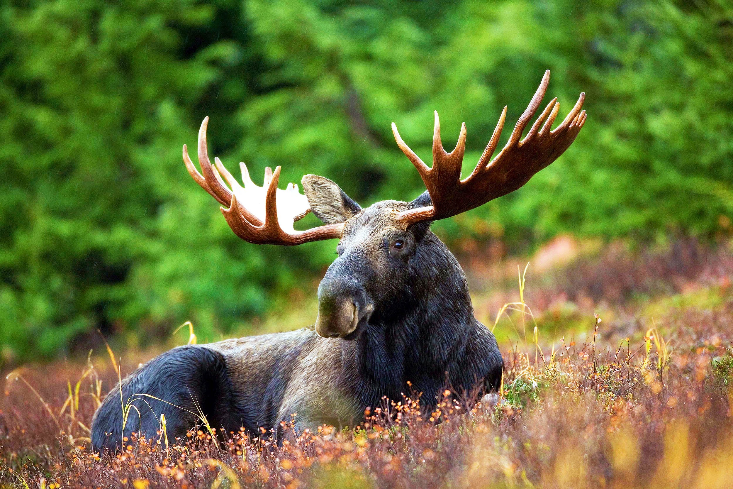 Deer Horns: The Evolution of Hoofed Mammals’ Headgear