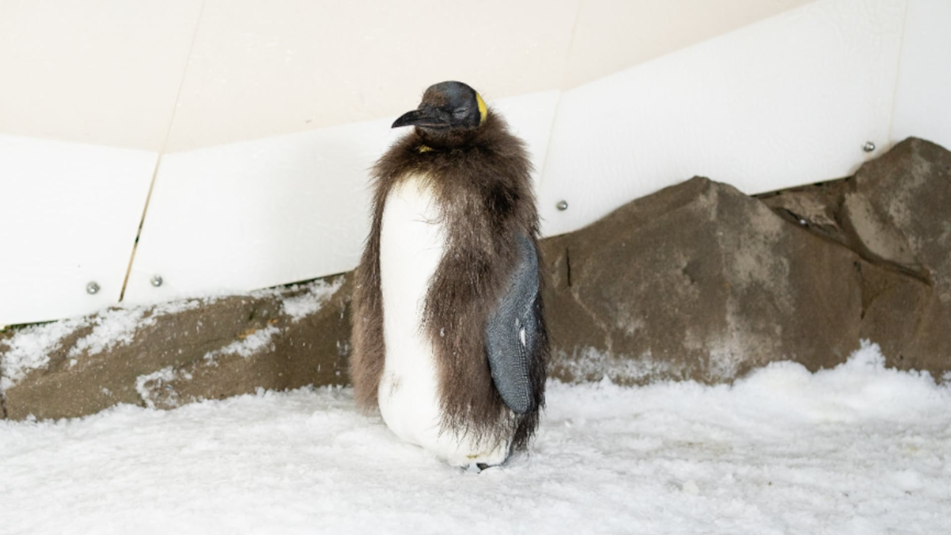 Pesto the Penguin: Newest Sensation Capturing Hearts Worldwide