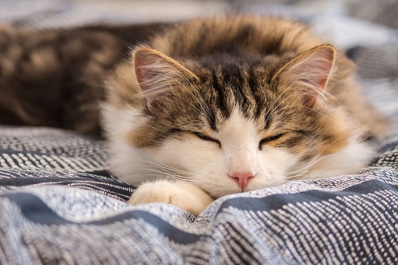 Why Do Cats Sleep So Much?