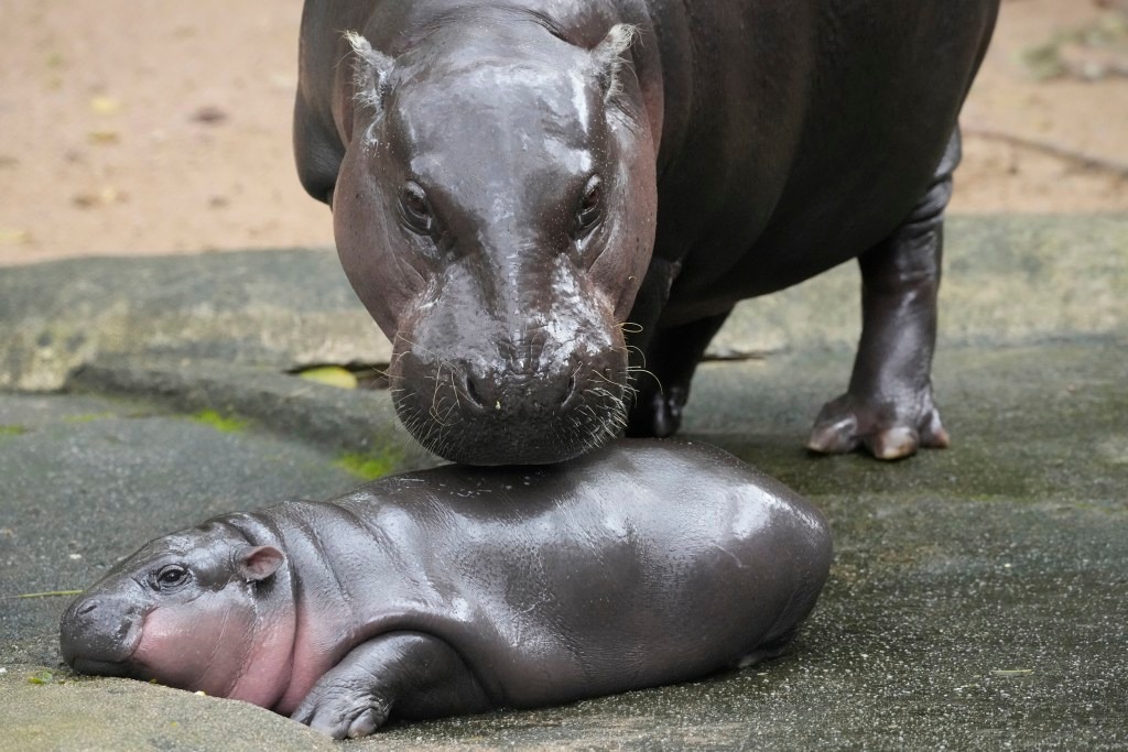 Moo Deng, a charming pygmy hippo from Thailand