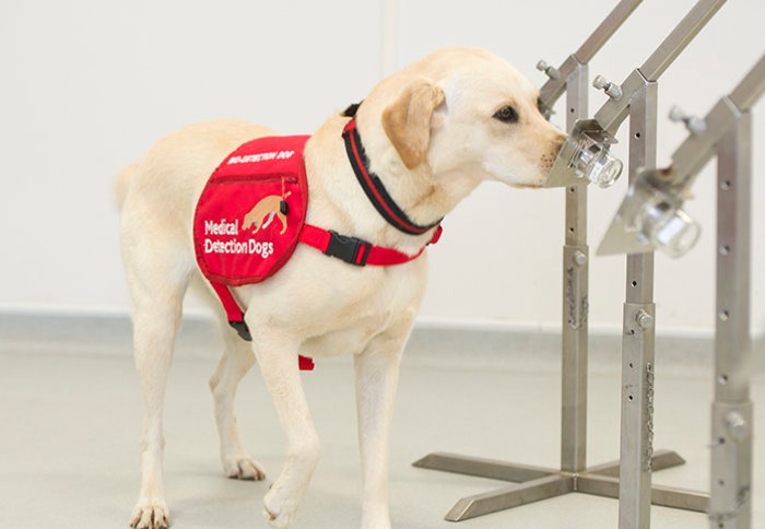 Dogs Detect Cancer: Teaming Up with AI for Revolutionary