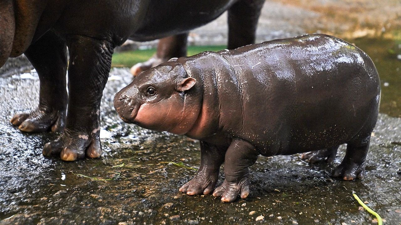 Moo Deng, a charming pygmy hippo from Thailand