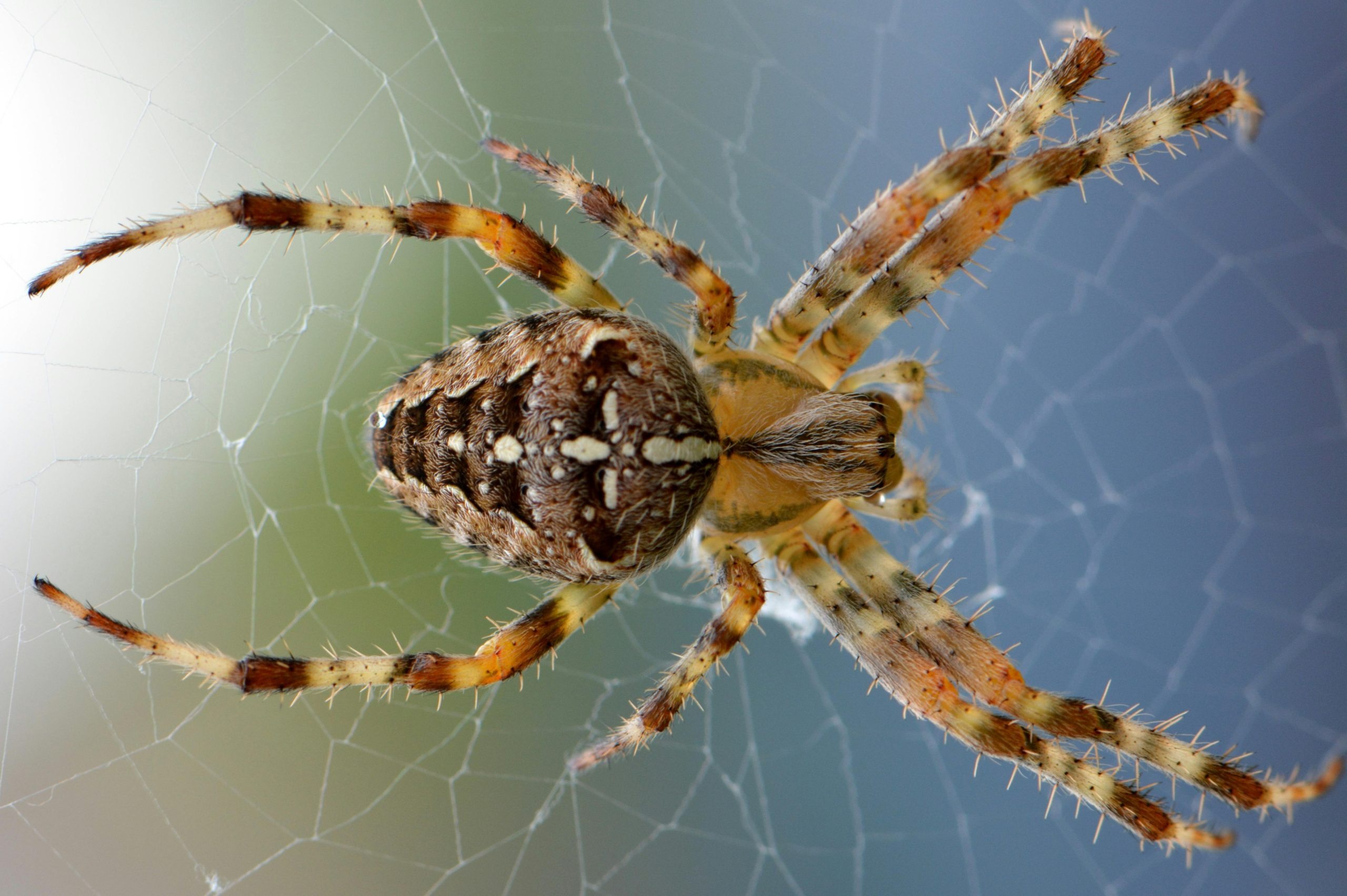 11 Fascinating Facts About Spiders That Will Amaze You