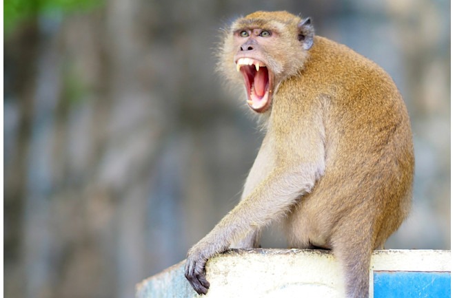 How Hurricane Maria Changed Puerto Rico’s Monkeys