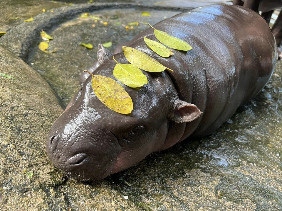 Moo Deng: The Viral Pygmy Hippo Captivating the Internet