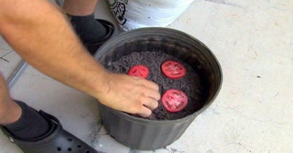 HE. Growing unlimited tomatoes at home – it’s easier than you think