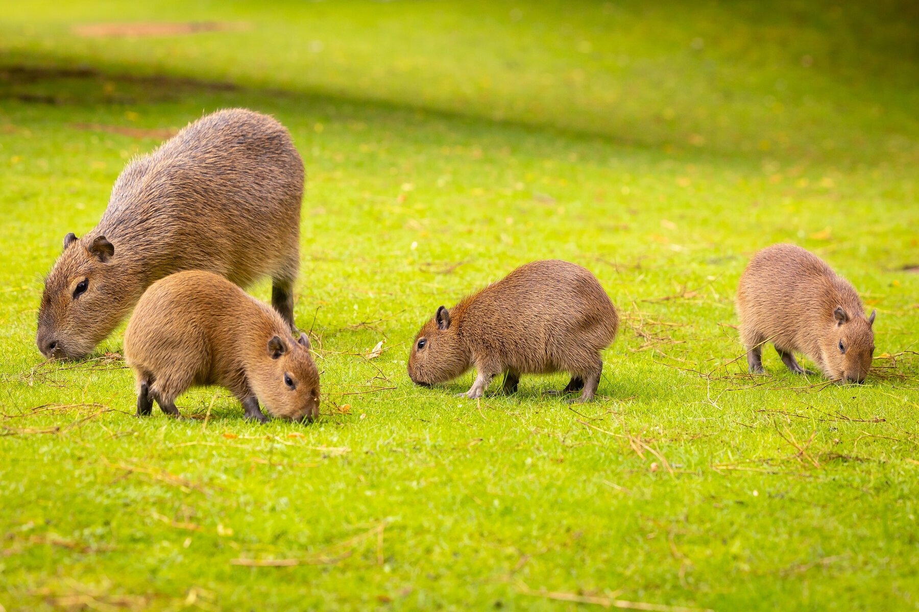 Cute Capybaras 