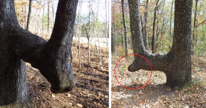 HT9. If you see a bent tree in the forest, start looking around immediately