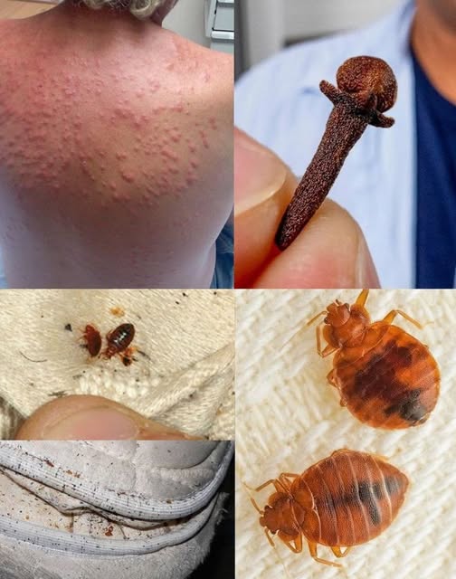 HT13. Natural Pest Control: Eliminate Bed Bugs and Household Pests with Diatomaceous Earth & Cloves