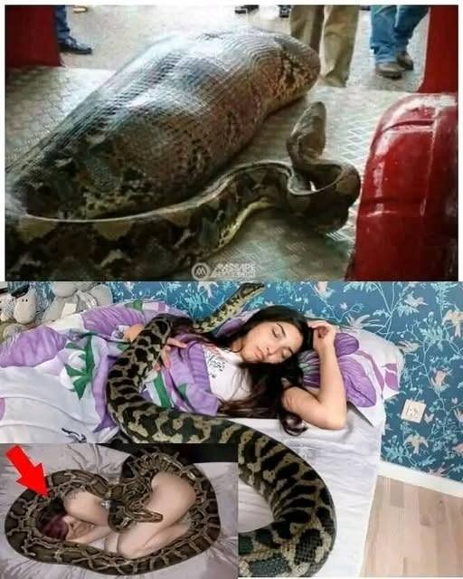 HT17. Woman slept with her python every night until the vet showed her a surprising ultrasound
