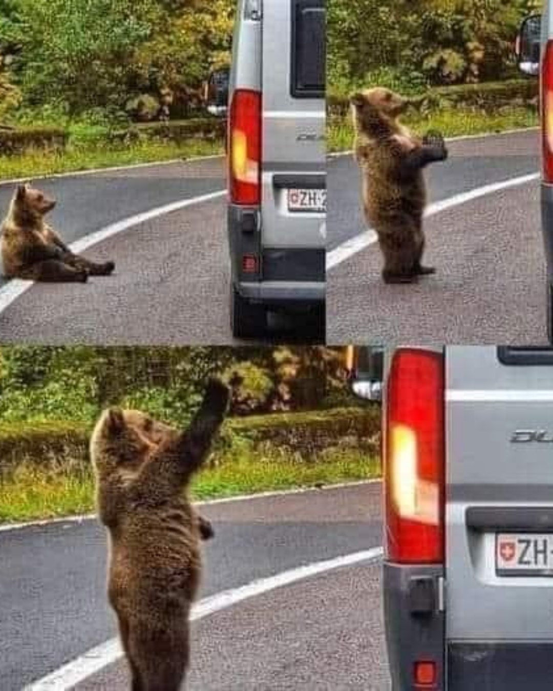 AN. A Banana, A Bear, and an Unforgettable Moment 