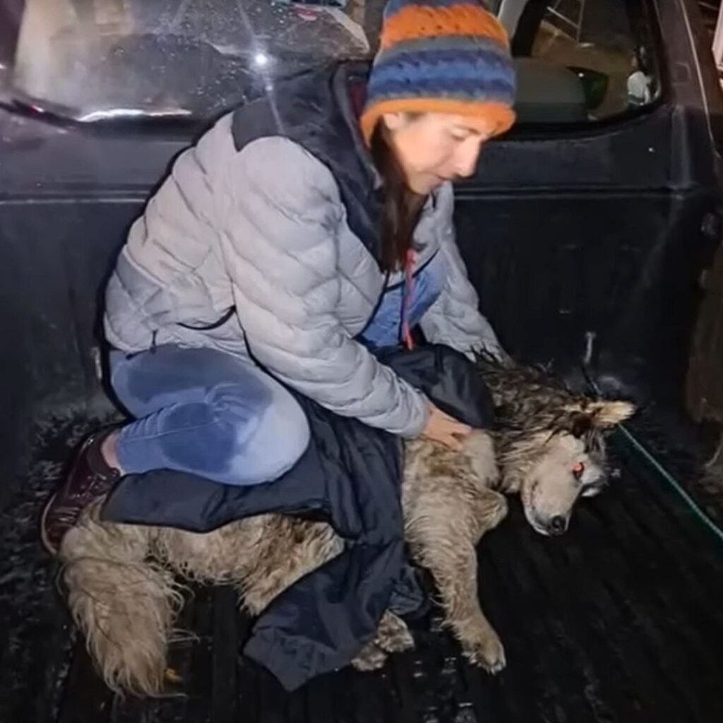 AN.. A Dog’s Quiet Courage in the Rain, Found and Healed by Kindness