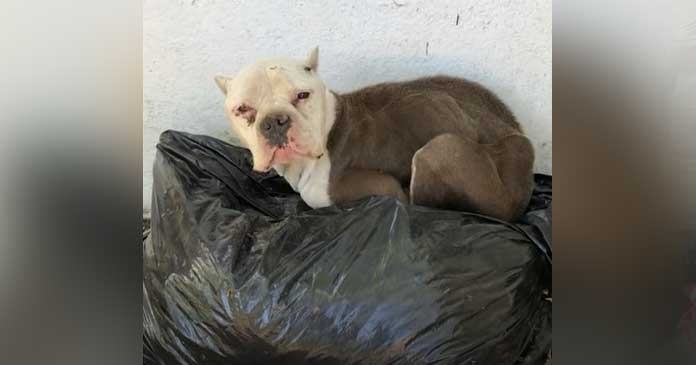 AN.. Abandoned Pit Bull Found Starving on Pile of Trash Rescued and Given a New Life