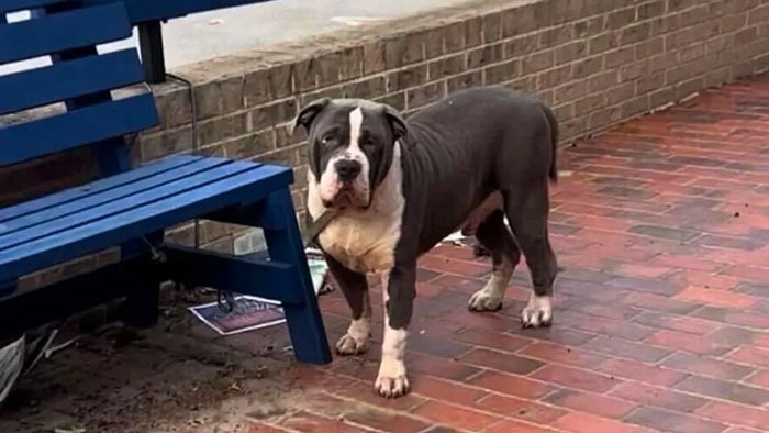 AN.. Lonely Dog Left Tied to a Bench Waits for His Family to Come Back